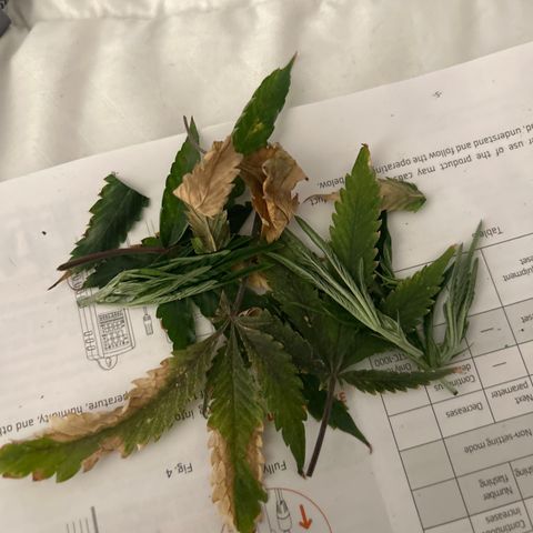 1st Grow growlog photo: Top all flowers and took dead lower leaves up 