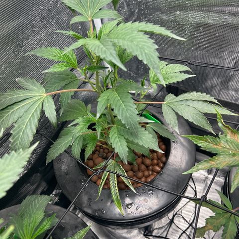 1st Grow growlog photo: Looking good off only on the jealousy 