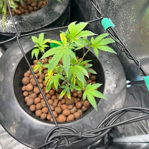 1st Grow growlog photo: Looking good off only on the jealousy 