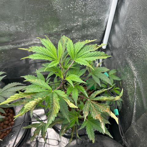 1st Grow growlog photo: Looking good off only on the jealousy 