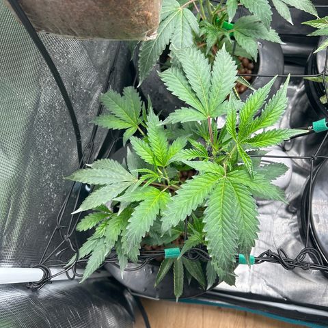 1st Grow growlog photo: Looking good off only on the jealousy 