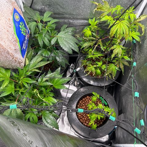 1st Grow growlog timeline photo