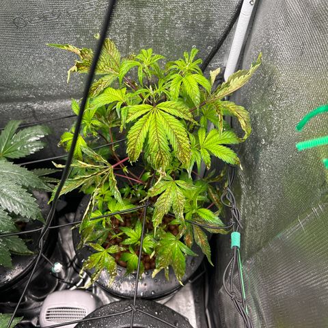 1st Grow growlog photo: Bad shape right now