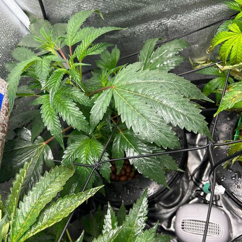 1st Grow growlog timeline photo