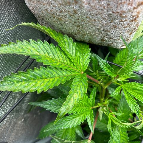 1st Grow growlog timeline photo