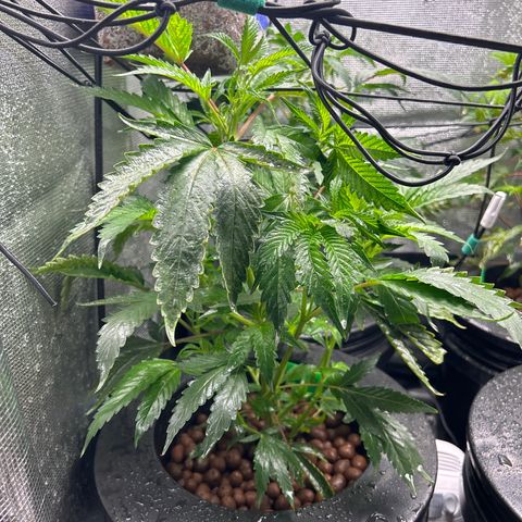 1st Grow growlog timeline photo