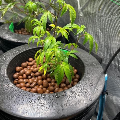 1st Grow growlog timeline photo