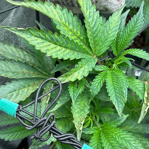 1st Grow growlog photo: Babies need help