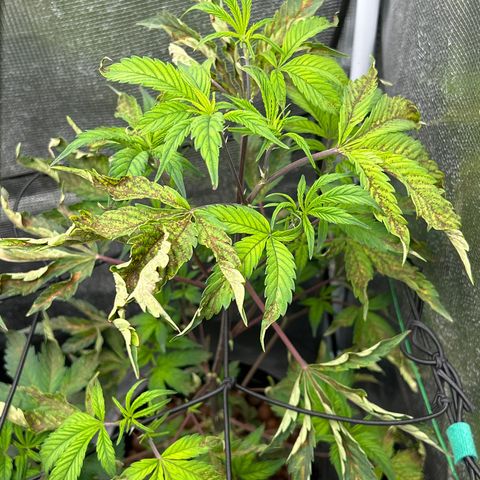 1st Grow growlog photo: Babies need help