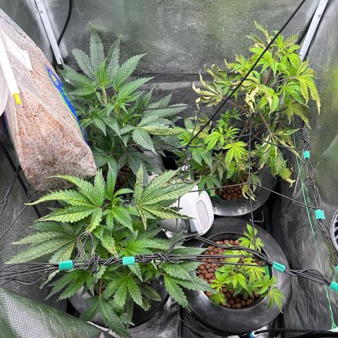 1st Grow growlog photo: Babies need help