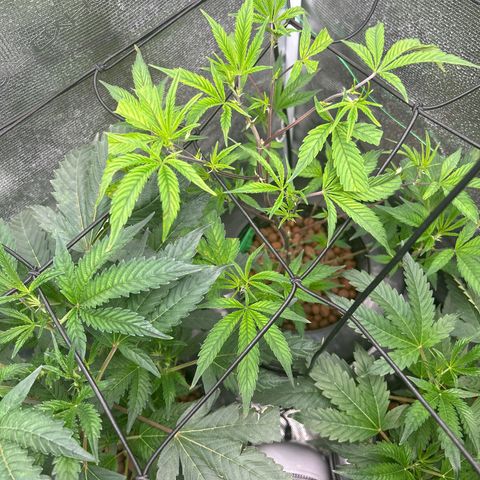 1st Grow growlog photo: They have grown outward now instead of upward after topping 