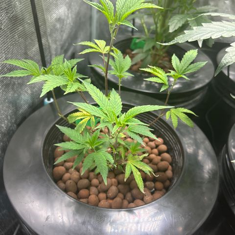 1st Grow growlog photo: They have grown outward now instead of upward after topping 
