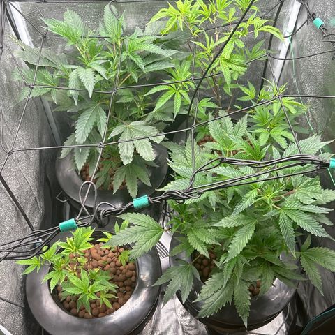 1st Grow growlog photo: They have grown outward now instead of upward after topping 