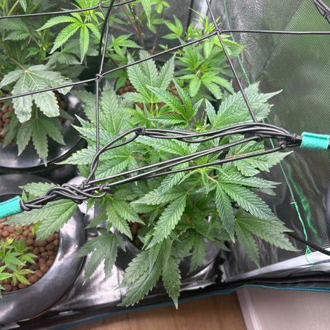 1st Grow growlog photo: They have grown outward now instead of upward after topping 