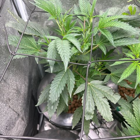 1st Grow growlog photo: They have grown outward now instead of upward after topping 