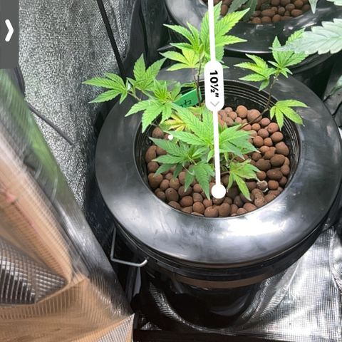 1st Grow growlog photo: Growing