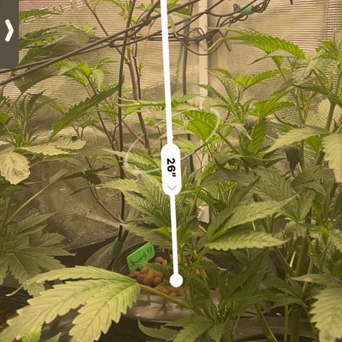1st Grow growlog photo: Growing