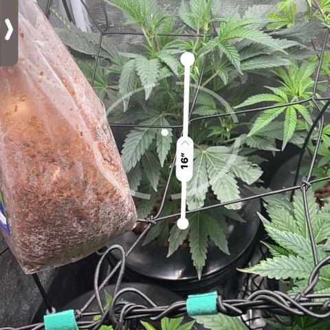 1st Grow growlog photo: Growing