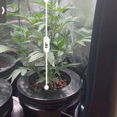 1st Grow growlog photo: Growing