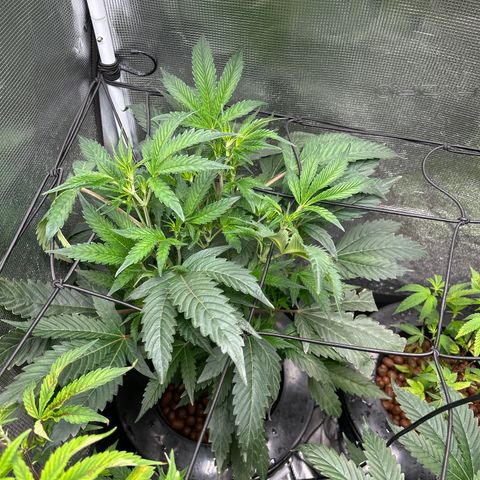 1st Grow growlog photo: Jealously and runtz not doing good 