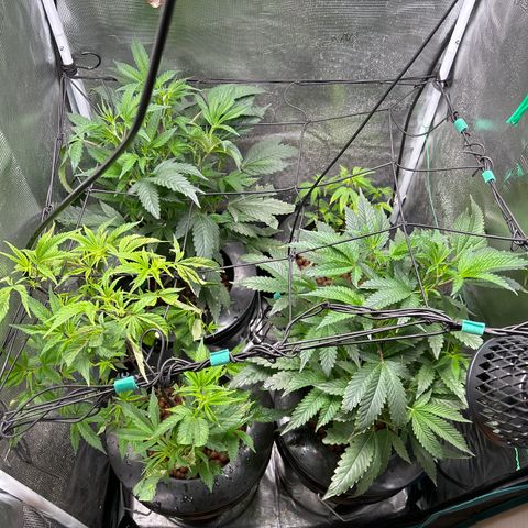 1st Grow growlog photo: Jealously and runtz not doing good 