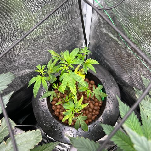 1st Grow growlog photo: Jealously and runtz not doing good 