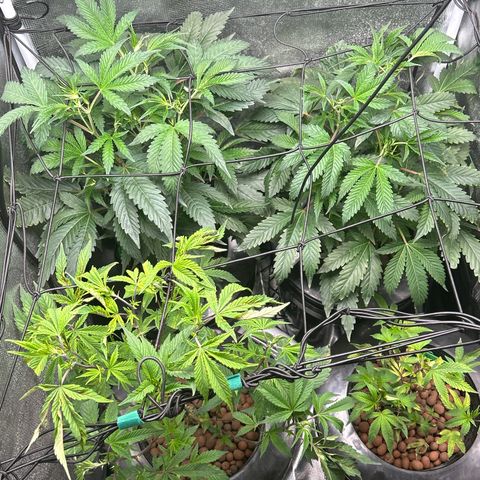 1st Grow growlog timeline photo
