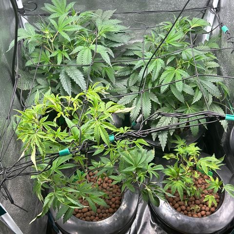 1st Grow growlog timeline photo