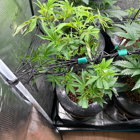 1st Grow growlog photo: Jealously and runtz not doing good 