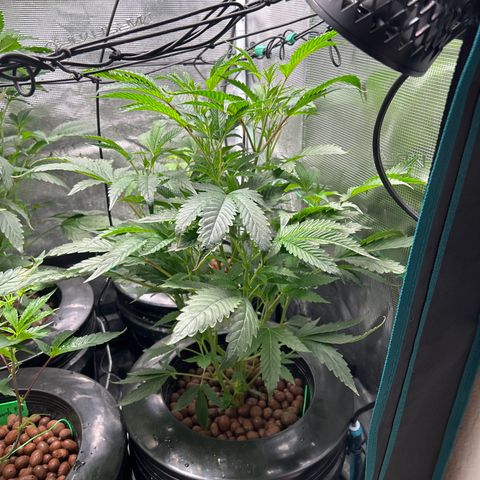 1st Grow growlog photo: Jealously and runtz not doing good 