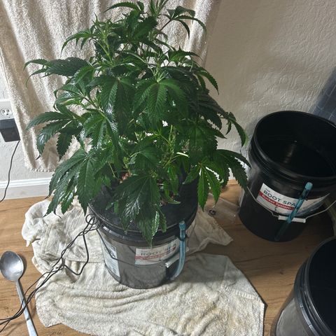 1st Grow growlog photo: They are tall