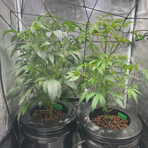 1st Grow growlog photo: They are tall