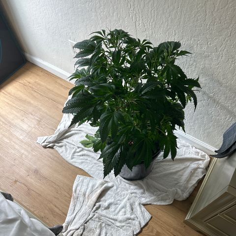 1st Grow growlog photo: Mirmosa