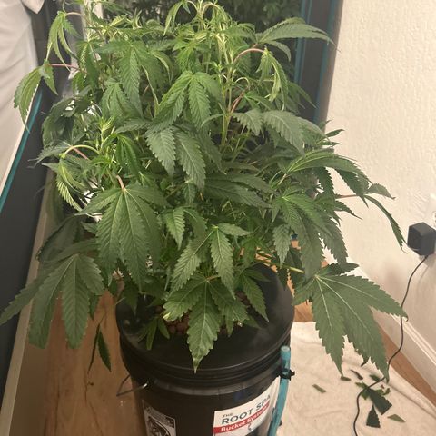 1st Grow growlog photo: Gush runtz