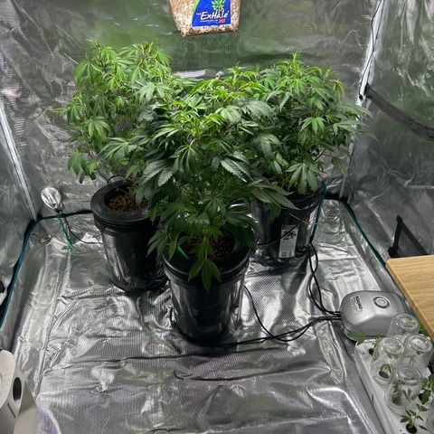 1st Grow growlog photo: All looking great