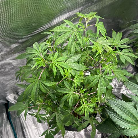 1st Grow growlog photo: All looking great
