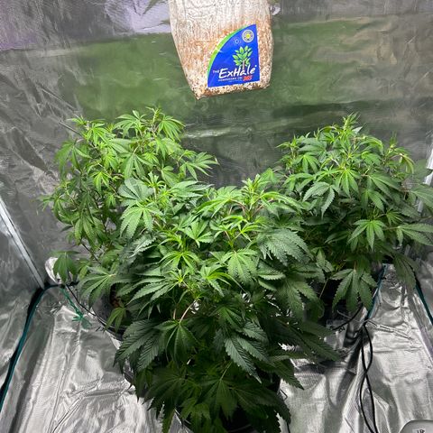 1st Grow growlog photo: All looking great