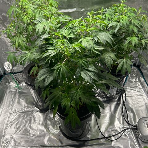 1st Grow growlog photo: All looking great