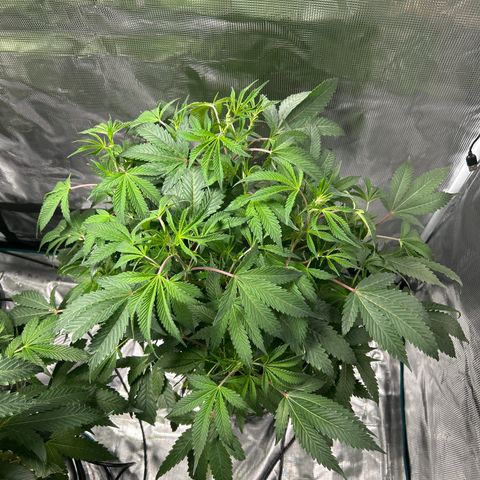 1st Grow growlog photo: All looking great