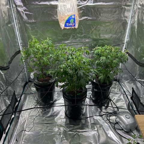 1st Grow growlog photo: Trellis net defoliation 