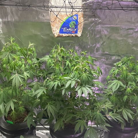 1st Grow growlog photo: Loooking great
