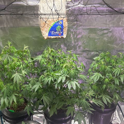 1st Grow growlog photo: Loooking great