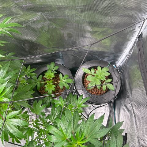 1st Grow growlog photo: Looking good