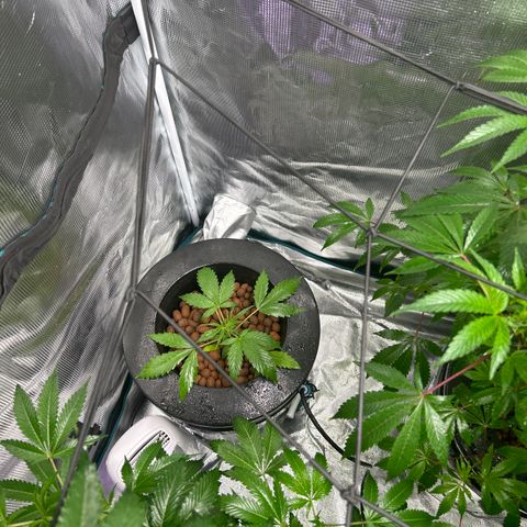1st Grow growlog photo: Looking good