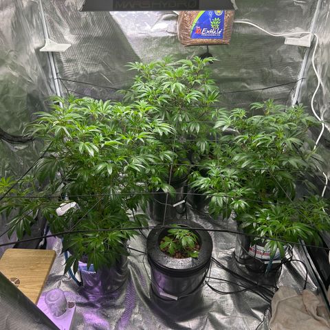 1st Grow growlog photo: Looking good