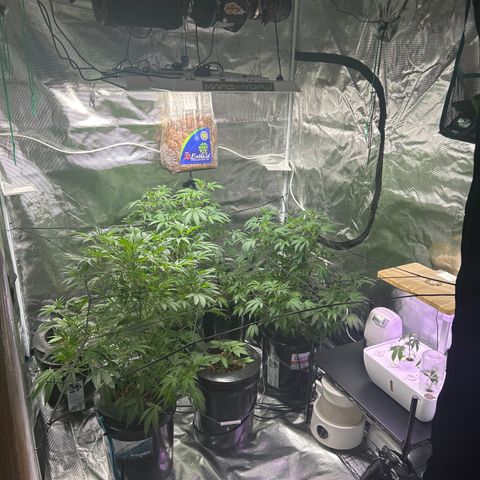 1st Grow growlog photo: Changed it up a little