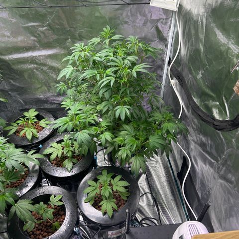 1st Grow growlog photo: Gone for a week