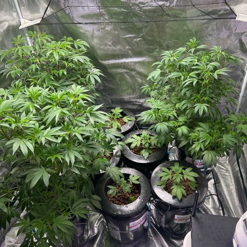 1st Grow growlog photo: Gone for a week