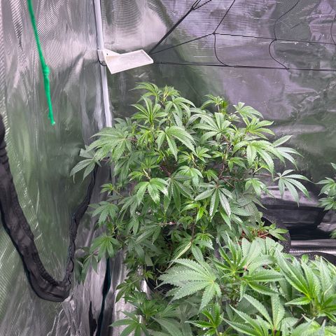 1st Grow growlog photo: Gone for a week