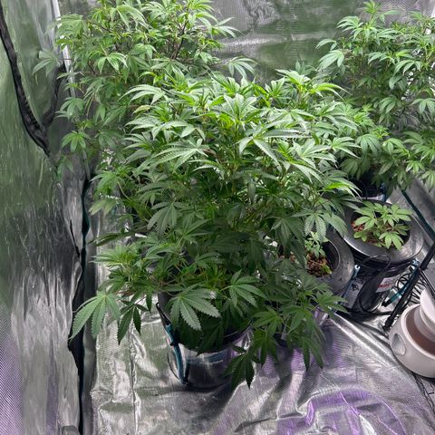 1st Grow growlog photo: Gone for a week